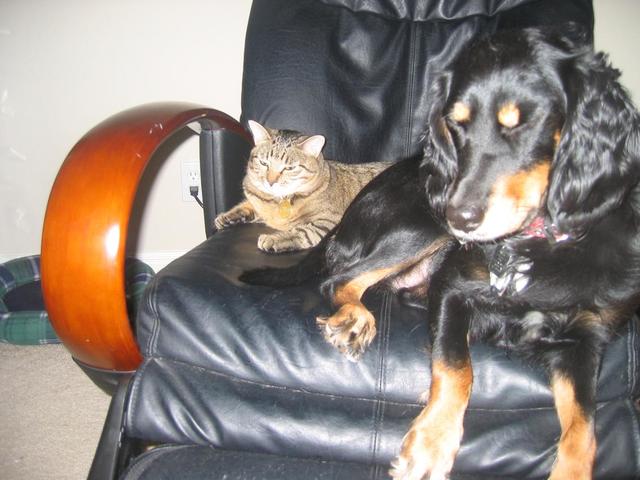our cat and dog together
