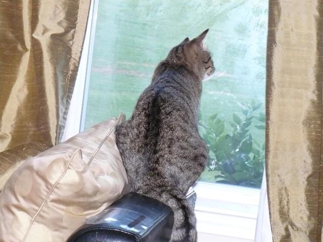 cat looking out off the window

