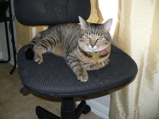 our cat on office chair
