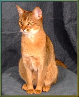 Tailswest Abyssinian cat

