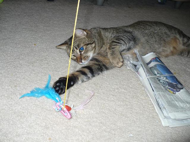 Nowby playing with the string next to the newspaper
