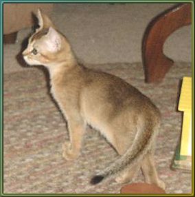 Tailswest Abyssinian kitten
