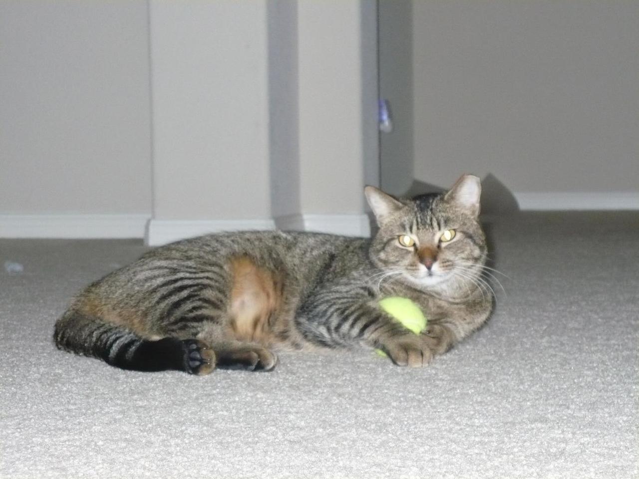 picture of our cat holding a tennis ball
