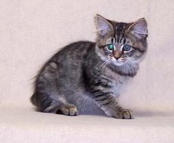 cute American Bobtail kitten
