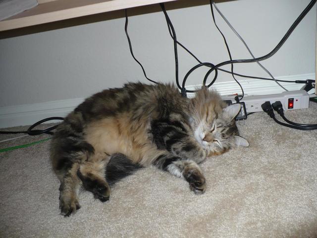 Our fury cat sleeping under computer desk
