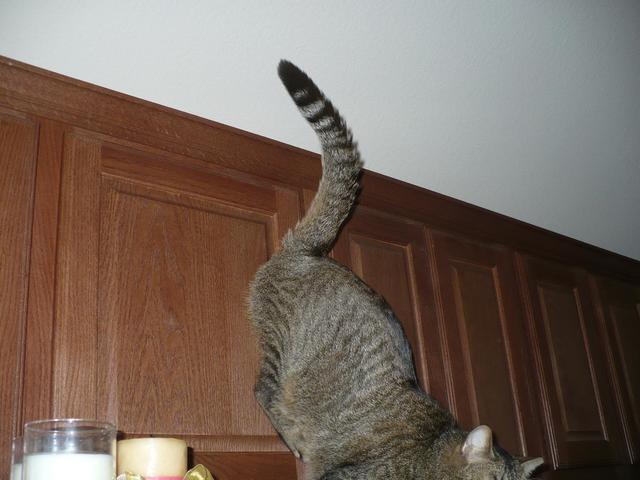 our cat Nowby jumps down from the top of the kitchen cabinets
