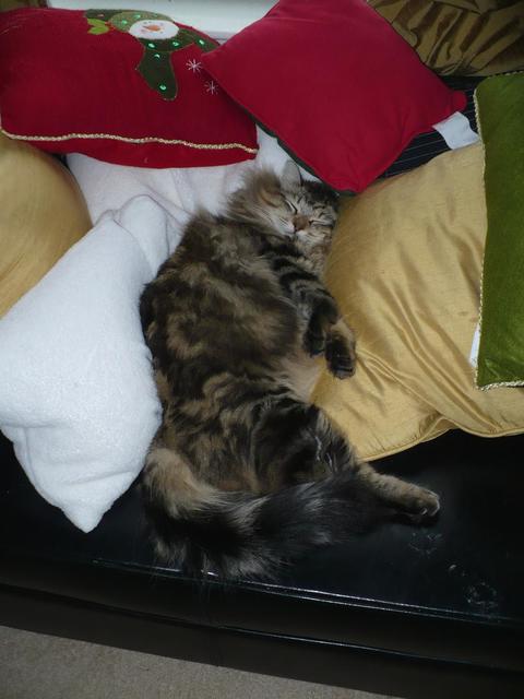our fat cat indulging herself on the pillows
