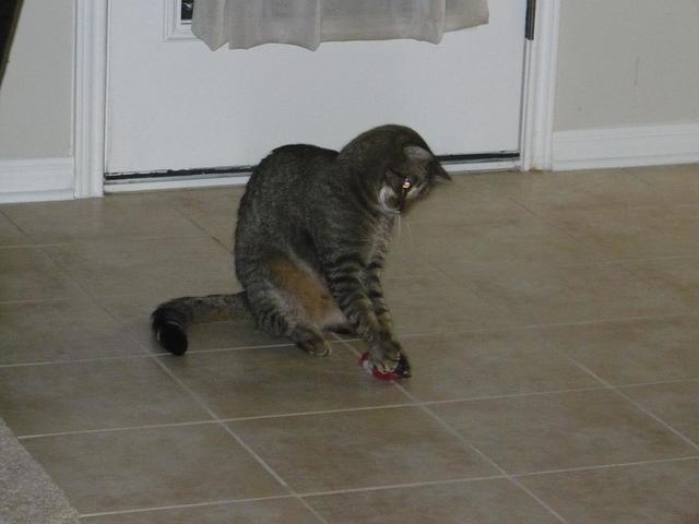 funny picture of cat playing
