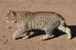 fat American Bobtail cat
