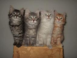 four American Bobtail kittens
