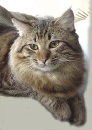 fury American Bobtail cat face
