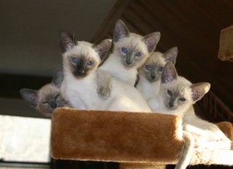 pic of Siamese kittens.jpg
