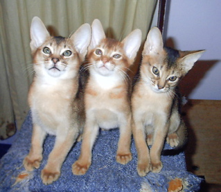 three Abyssinian kittens
