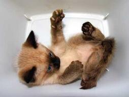 Siamese Kittens Gallery
