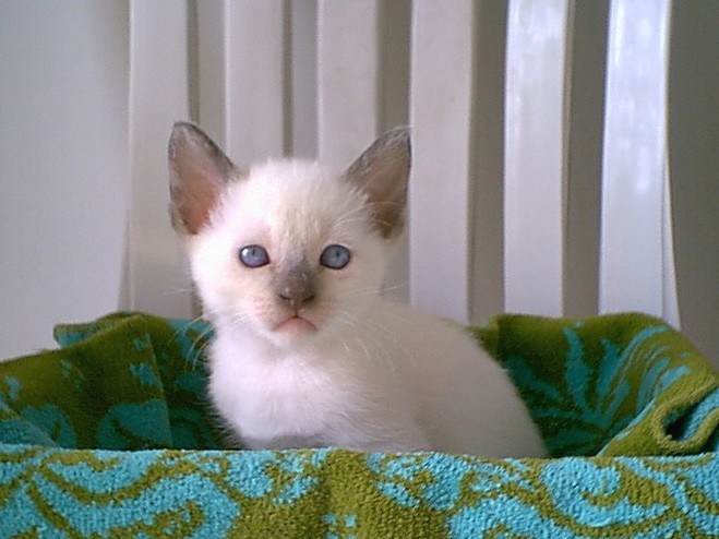 picture of Siamese kitten with a sad face expression.jpg
