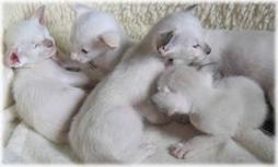 picture of Siamese kittens.jpg
