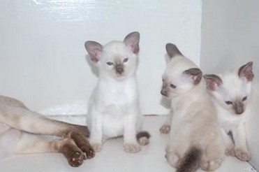 pictures of Siamese Kittens.jpg
