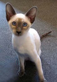 pretty Siamese kitten with big blue eyes.jpg
