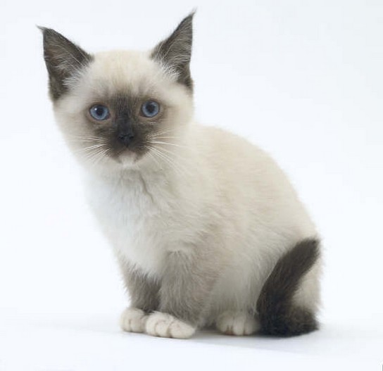 prety Siamese kitten.jpg
