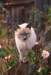 Siamese cat in the garden.jpg
