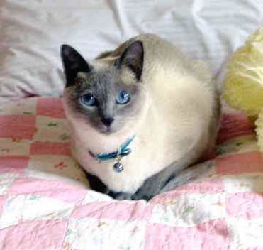 Siamese cat with beautiful blue eyes.jpg
