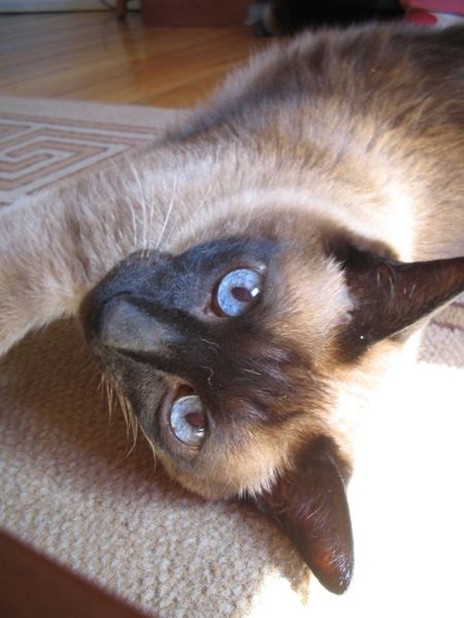 Siamese cat with blue eyes.jpg

