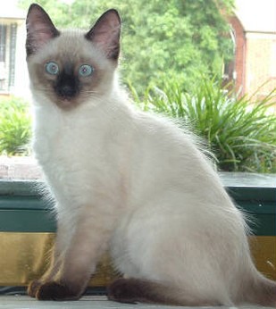Siamese cat with brown dot on the nose.jpg
