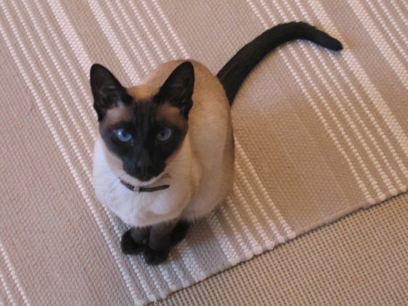 Siamese cat with dark brown.jpg
