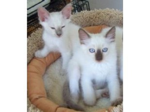 Siamese cats kitten.jpg
