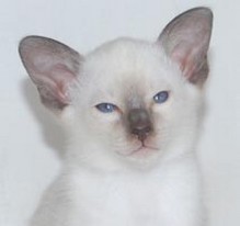 Siamese kitten face photos.jpg
