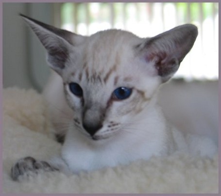 Siamese kitten face with big ears photo.jpg
