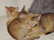 three sleepy Abyssinian kittens

