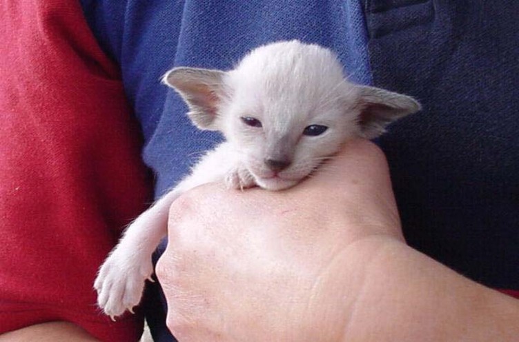 Siamese kitten face.jpg
