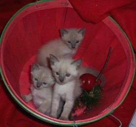 Siamese kitten in basket.jpg
