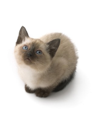 Siamese kitten picture.jpg
