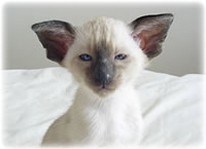 Siamese kitten with big ears.jpg

