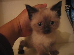 Siamese kitten with big eyes.jpg
