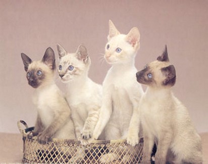 Siamese Kittens.jpg
