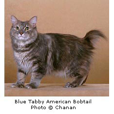 fury American Bobtail cat
