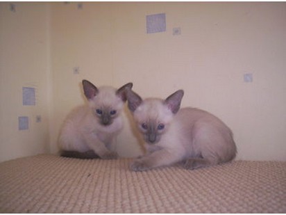 sibling Siamese kittens.jpg
