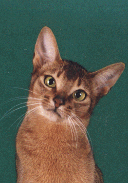 Abyssinian cat face in tan with white
