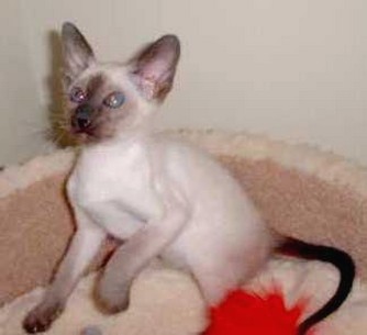 skinny Siamese kitten.jpg
