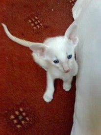 skinny white Siamese kitten.jpg

