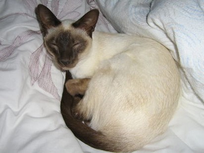 sleepy Siamese cat.jpg
