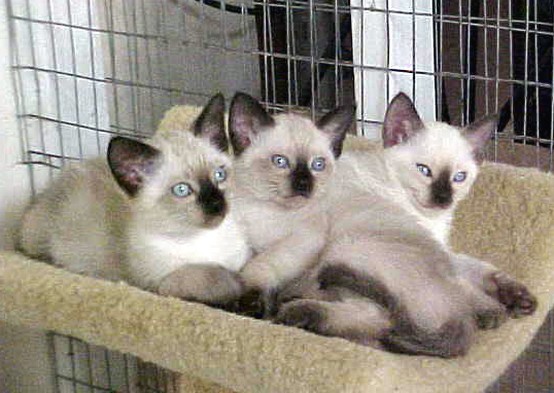 three Siamese kittens.jpg
