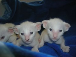 three young siamese kittens.jpg
