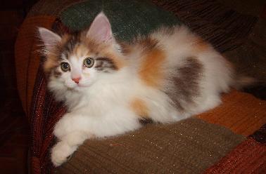fury American Bobtail kitten in tan, white and black
