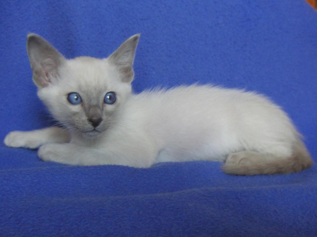 traditional Siamese kitten with blue eyes.jpg

