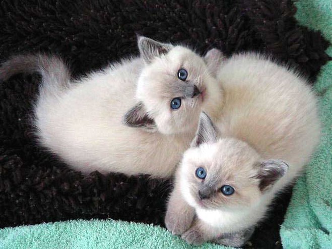 two blue points Siamese kittens.jpg
