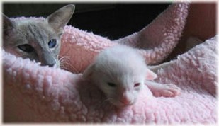 very cute Siamese kitten pic.jpg
